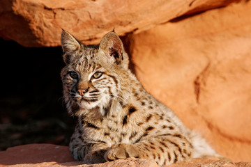 Bobcat lying on red rocks