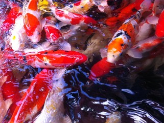fancy carp fish in pool