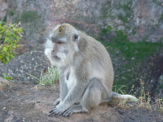 Macaque monkey at the top of the Batur volcano. Bali, Indonesia