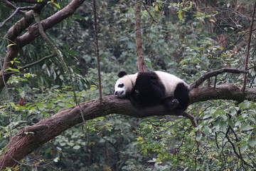 Obraz premium Panda sleeps on the tree
