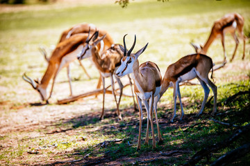 Gruppe Springböcke unter einem Baum stehend während der Mittagshitze, Kgalagadi Transfrontier Park, Südafrika