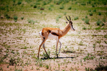 Einzelner Springbock ind der grünen Kalahari während der Regenzeit, Kgalagadi Transfrontier Park, Südafrika