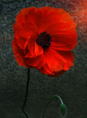 Obraz premium wild poppy flower at sunset.