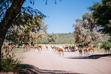 Eine Gruppe Springböcke überquert eine Straße, Kgalagadi Transfrontier Park, Südafrika