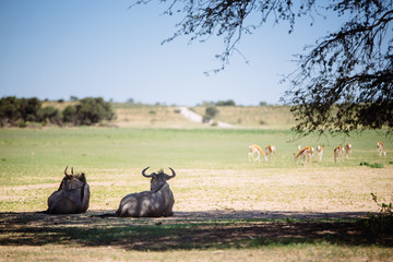 Gnus unter einem Baum ruhend, Kgalagadi Transfrontier Park, Südafrika