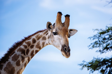 Portrait einer Giraffe, Kgalagadi Transfrontier Park, South Africa