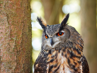 Eagle Owl