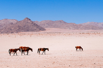 Group of Namib Desert Horses 