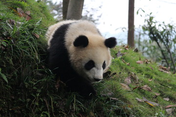 Baby Panda on the playground