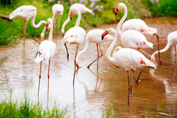Flamingos an einem Teich