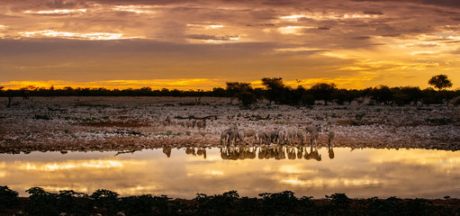 Fototapeta na wymiar Zebras at waterhole at sunset
