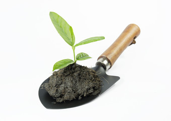 plant