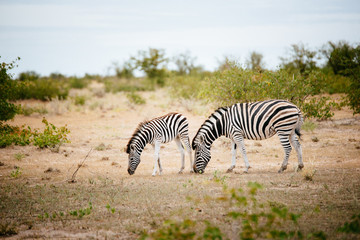 Fototapeta na wymiar Zebra mother with foal