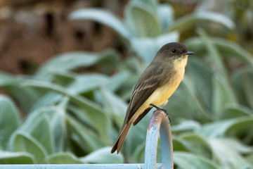 Phoebe bird on the Porch