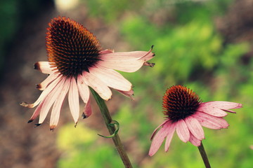 Jeżówka, kwiat letni ogrodowy