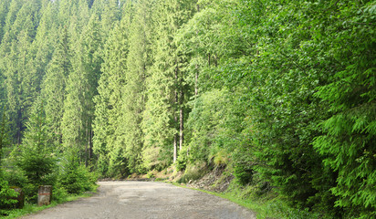 Fototapeta premium Road in mountain forest