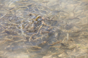Small fish in water