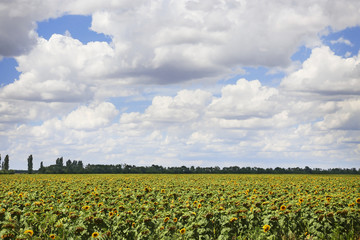 Fototapeta na wymiar Green field and cloudy sky