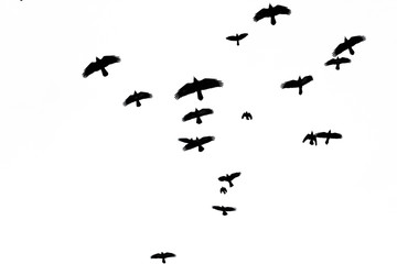 rooks flock flying through the sky