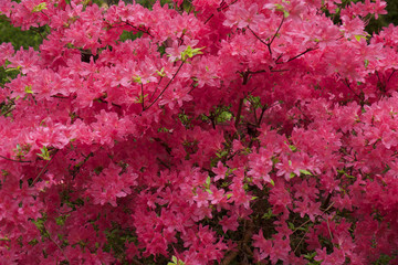 Rhododendron, Sweden, Gothenburg Botanical Garden, Sweden