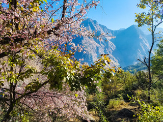 cherry blossoms at 10000 feet altitude, joshimath india.