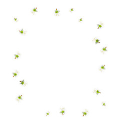 Flowering branch of apple isolated on a white background. Top vi