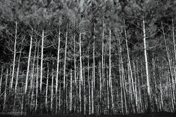 Black and White Trees 
