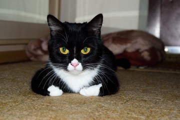 Симпатичная кошечка