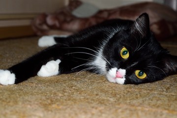 Симпатичная игривая кошечка