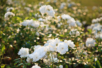 White Roses In The Garden At Evenning