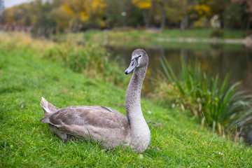 Gray swan lying on the grass near the pond.