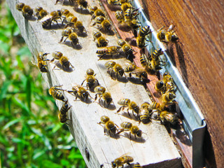 Honey bees at the entrance to their beehive