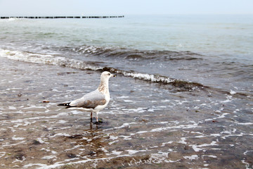 Seagull On Sea Shore