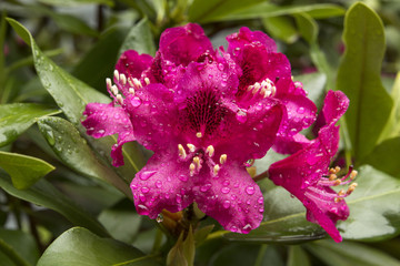 Wet magenta flowers of rhododendron in spring, Connecticut.