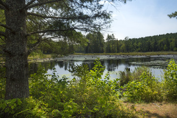 Swamp with beaver pond in New London, New Hampshire.
