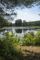 Fototapeta na wymiar Swamp with beaver pond in New London, New Hampshire.