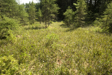 Peat bog with pioneer trees in New London, New Hampshire.