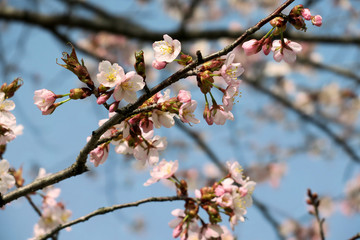 桜の花