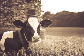 Cow Lying Down in Pasture, Sepia