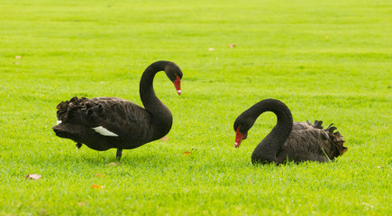 Two black swans (cygnus atratus) on green grass