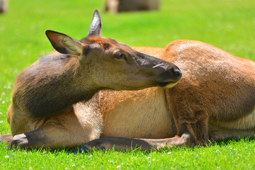 An elk lying in the green grass