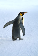 キングペンギン