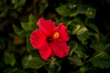 A beautiful red hibiscus flower with a blurry green background of leaves.