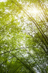 Bamboo forest with morning sunlight in defocused blur concept