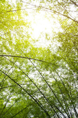 Fototapeta premium Bamboo forest with morning sunlight in defocused blur concept