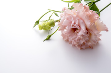 ピンク色のトルコキキョウ