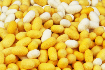 Silkworm cocoons, use as background