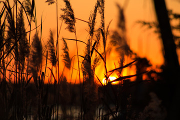 Obraz premium Shore Bokeh at Sunset v. 3
