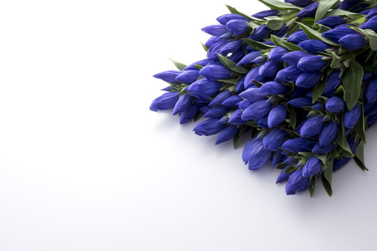 568 Best りんどう Images Stock Photos Vectors Adobe Stock 568 Best りんどう Images Stock Photos Vectors Adobe Stock