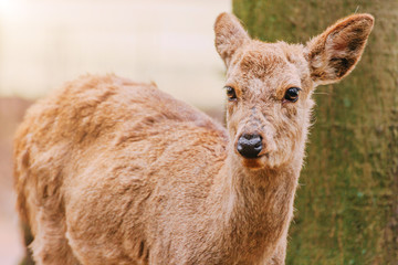 Young deer in Nara Park, Japan. The deer, the symbol of the city of Nara, roam freely and are considered in Shinto to be the messengers of the Gods.